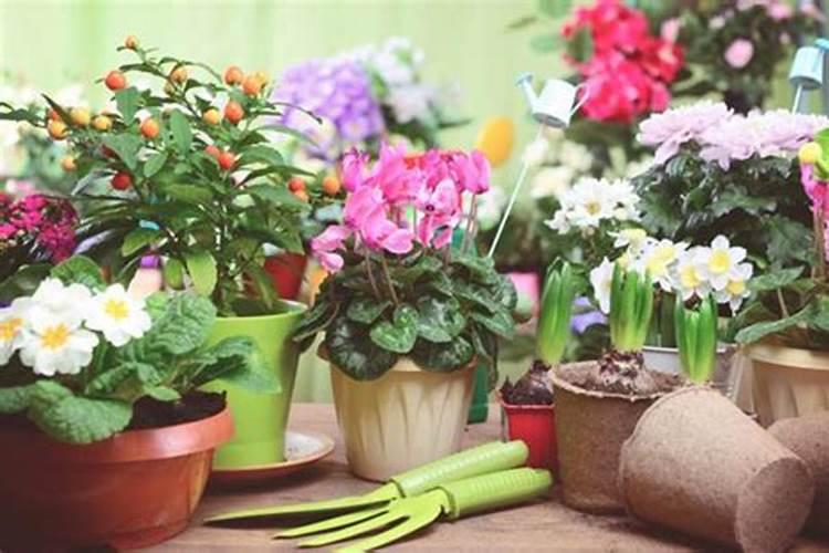 蝴蝶兰可以跟其他植物一起栽吗
