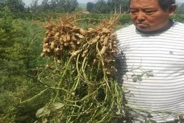 花生控旺用什么肥料最好？花生肥料怎么用果实饱满、颗粒大？