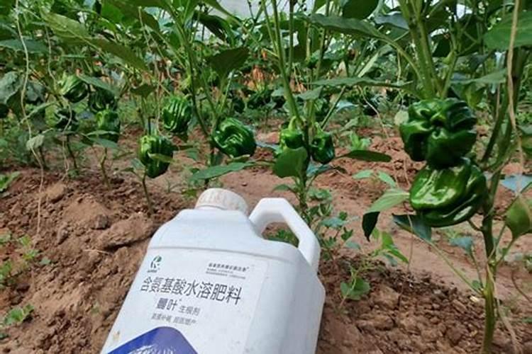 打壮根灵用什么药最好呢