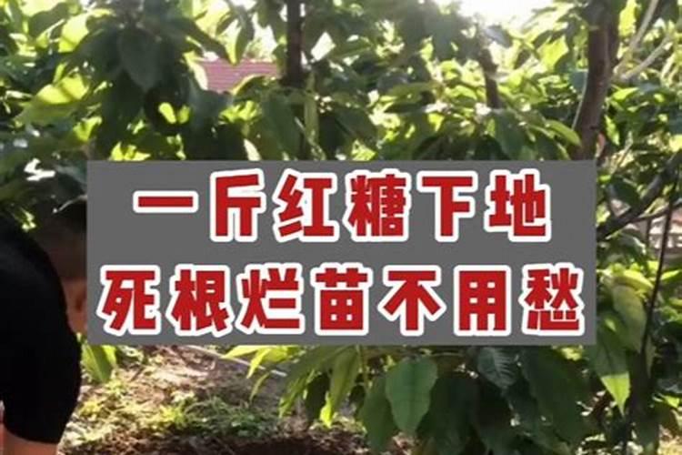 什么是磷肥磷肥的主要作用有哪些