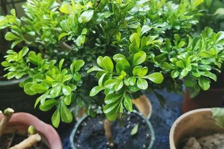 茉莉花追肥用什么肥料好