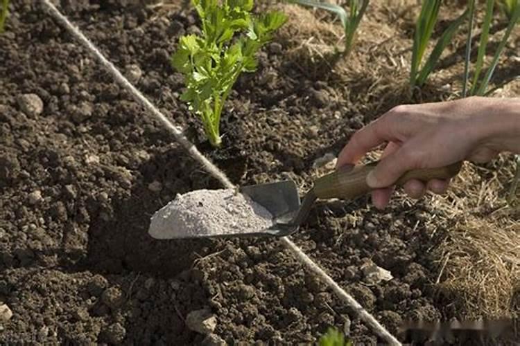 要怎样将菜种均匀地撒好