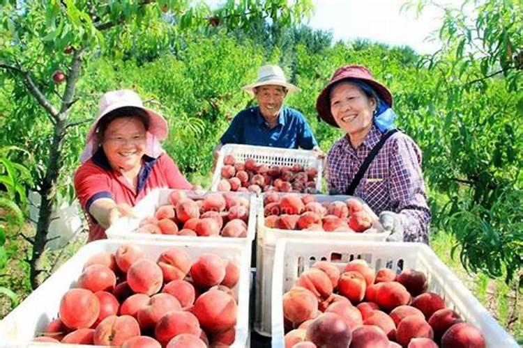 复合肥做叶面肥会影响沙糖桔着色吗5