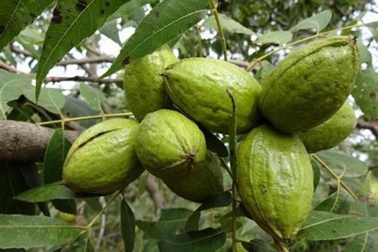 果树上什么肥料最好 果树专用肥有哪几种