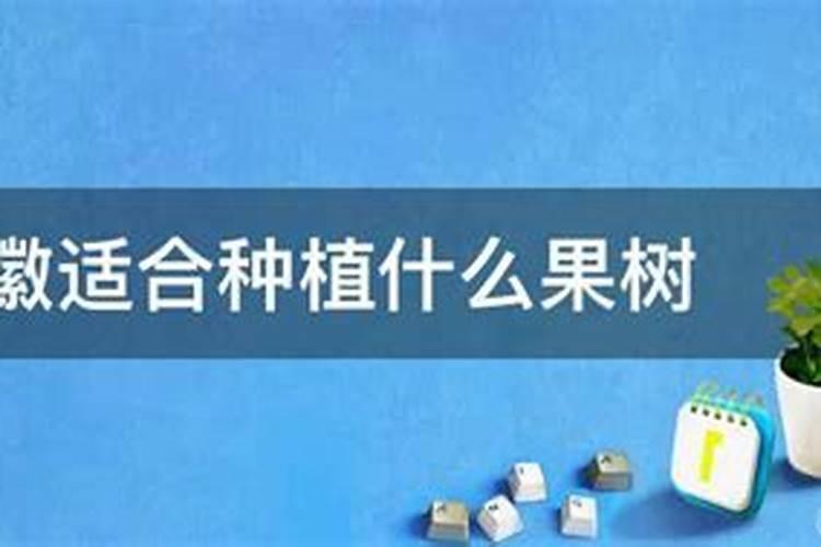 樱桃树怎么种植？
