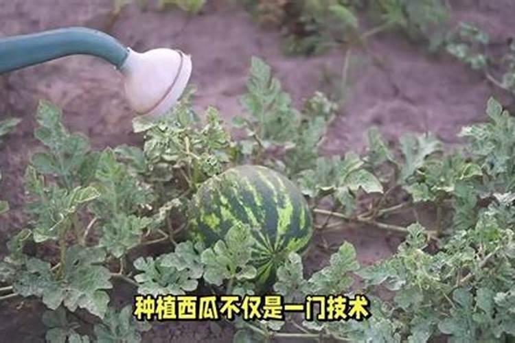 西瓜有哪些施肥技术啊？追肥怎么做比较好