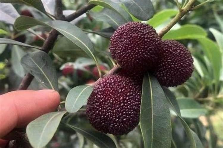 西红柿打什么叶面肥好