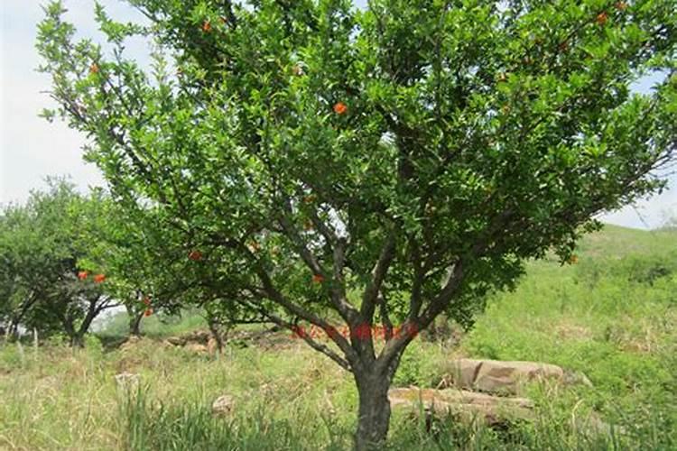 金弹子秋季施什么肥