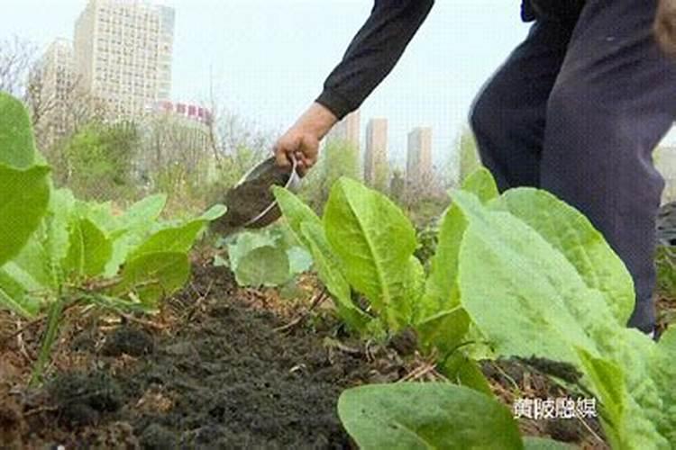 如何给番茄喷叶面肥？钾肥？