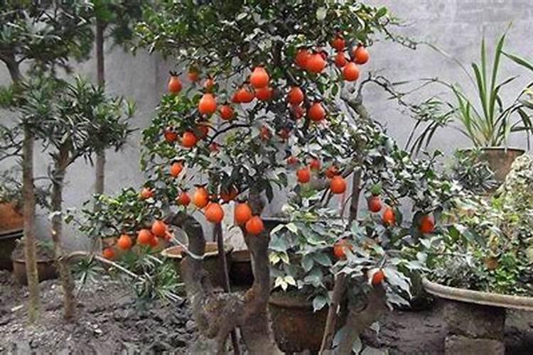 金弹子可以施复合肥吗