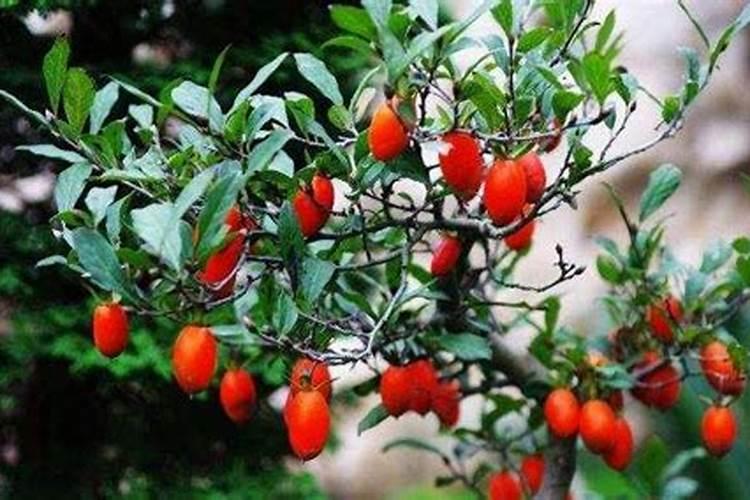 金弹子可以施复合肥吗