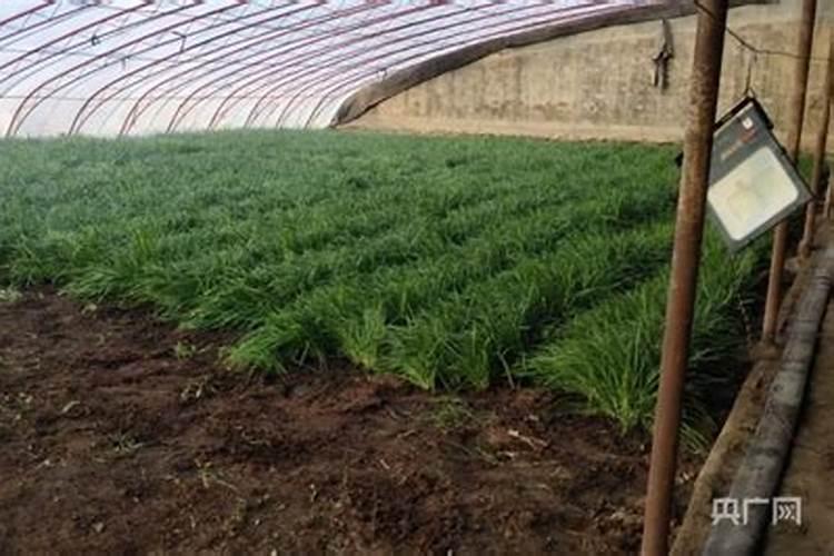 把花的肥料溶于水中再浇花可以吗？