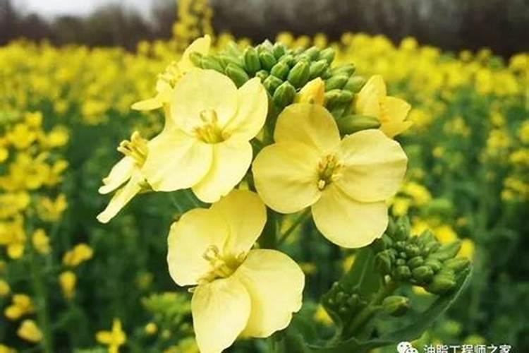 生羊粪腐熟后会变少吗？