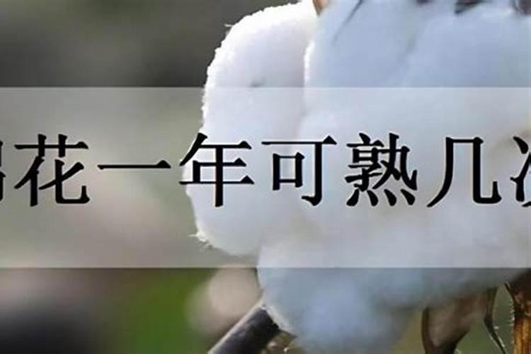 棉花怎么使用叶面肥 棉花施肥方法介绍
