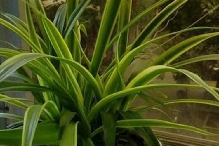 吊兰需要多久浇一次化肥？可以选择哪一种？