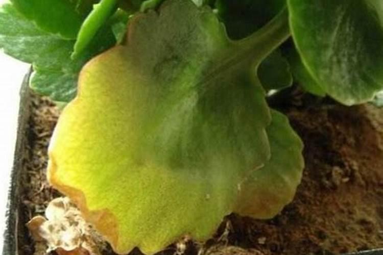 长寿花施肥方法 要注意什么