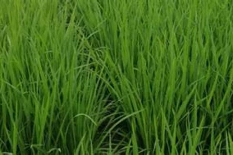 水稻施磷肥有什么作用