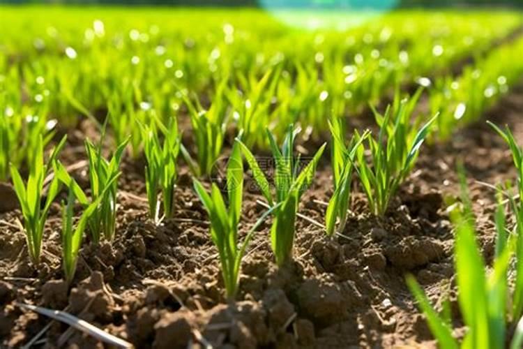 小麦种子缺钾会长成什么样