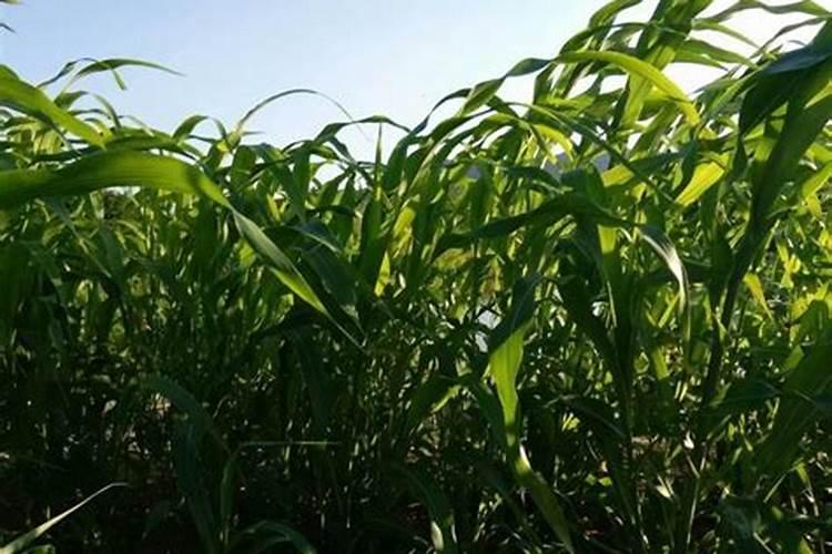 种小麦低肥没有钾肥等给叶面打磷酸二氢钾可以吗？
