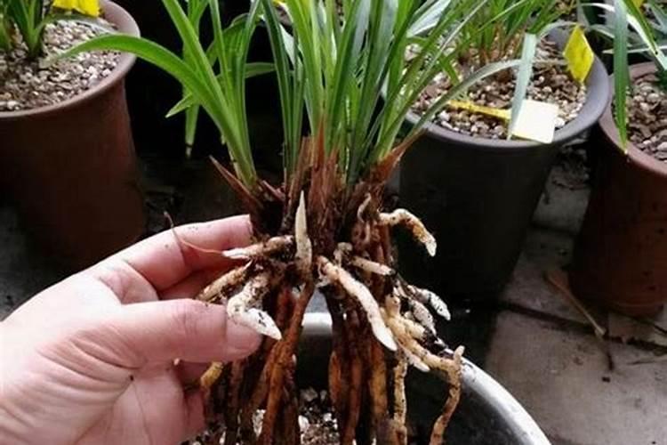 刚上盆的兰花多久施肥