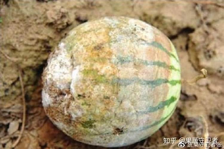 大雨过后辣椒喷菌安天下可以吗