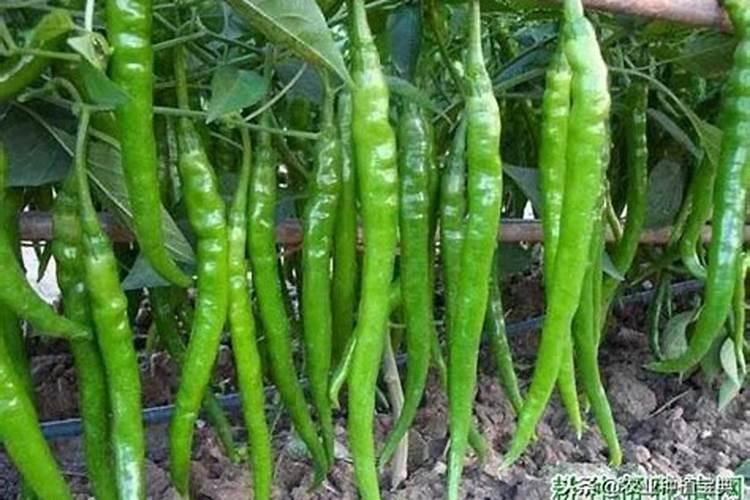 果树施硼肥怎么操作？果树施硼肥有什么用？