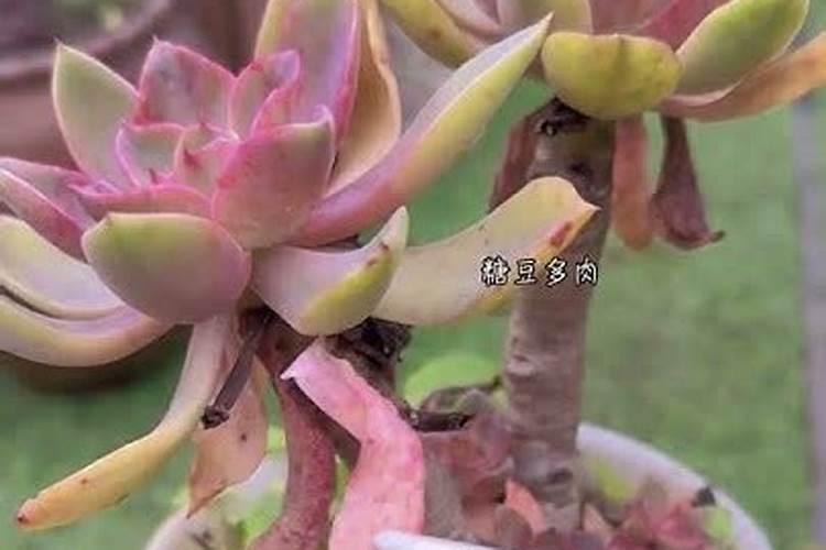 多肉植物如何施肥 多肉植物肥料自制方法