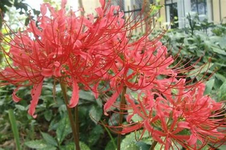 花生用什么叶面肥好