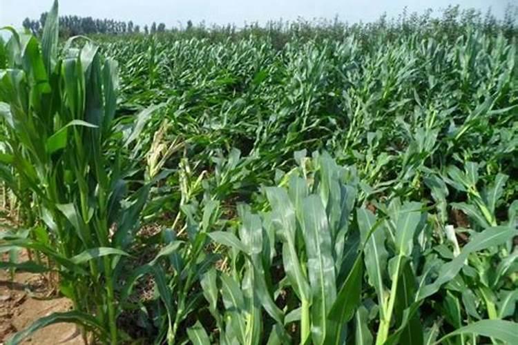 玉米授完粉打什么药增产