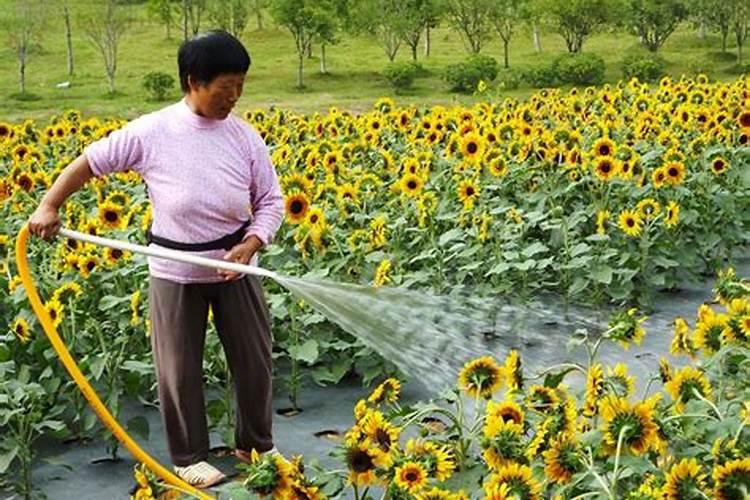 苹果膨果期冲施什么肥料好？苹果膨大期用什么冲施肥好？