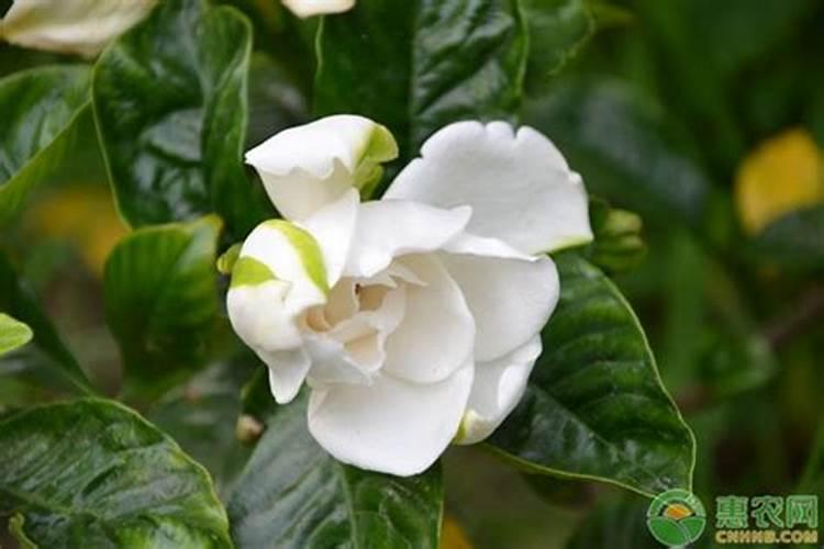 栀子花和茉莉哪个好养