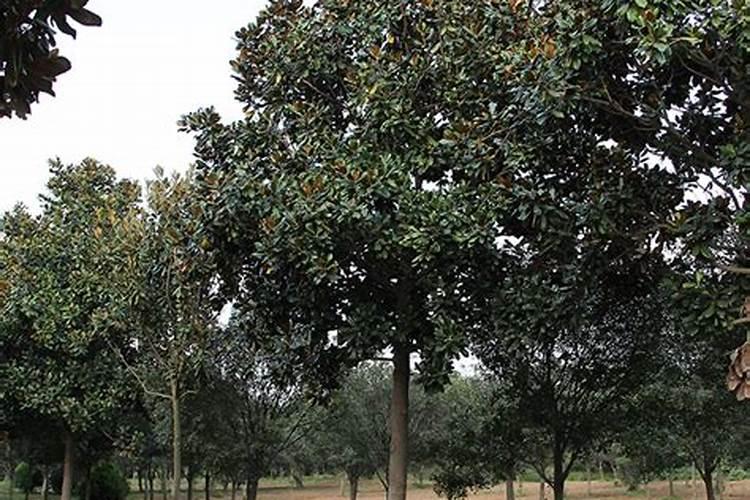 广玉兰树怎么施肥