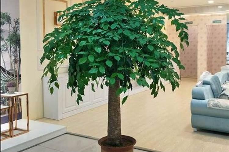 富贵树怎么施肥,施什么肥