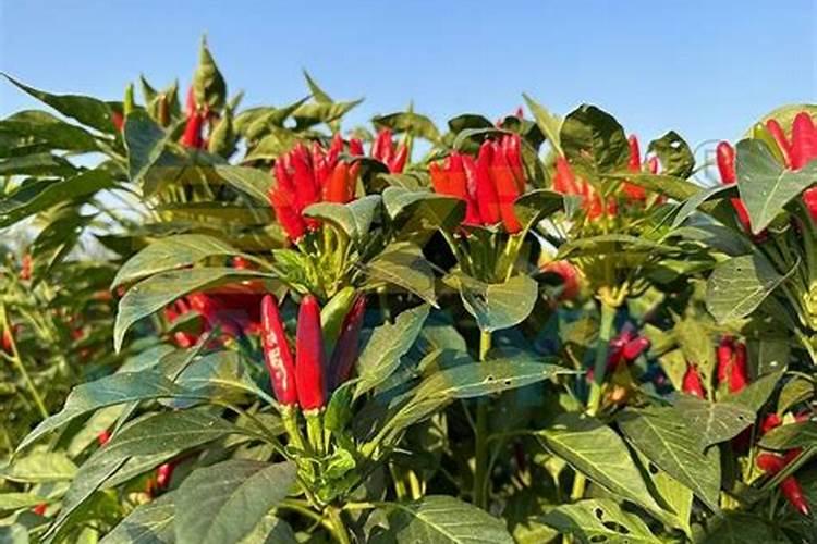 水溶肥如何判断好坏？从3个角度分析