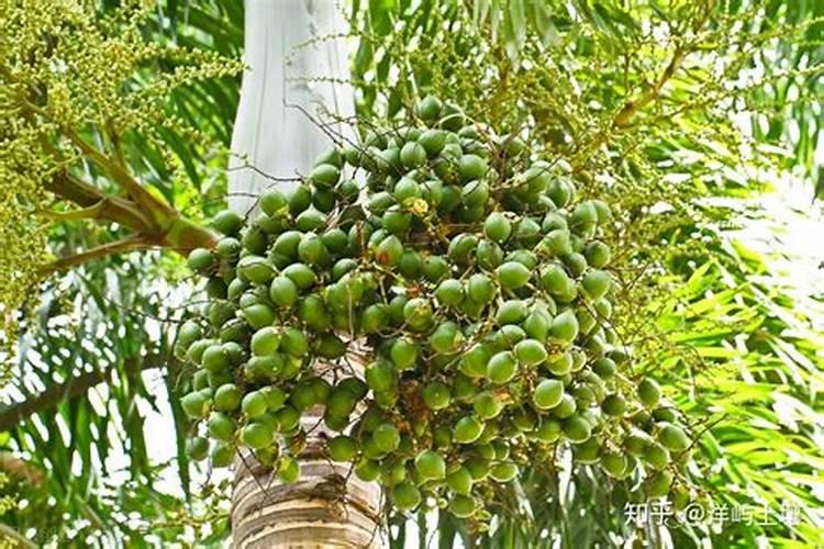 槟果旺打槟榔树有什么好处