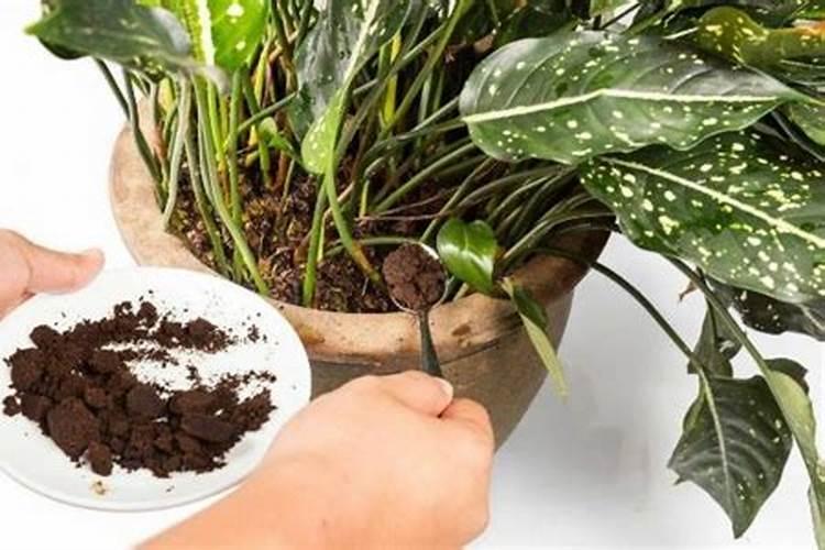 二氧化碳可以做气体肥料吗？