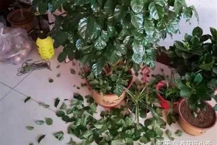 什么肥使叶子绿油油什么肥料可以使叶子变绿