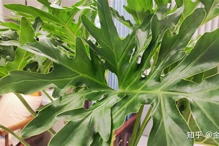 什么肥使叶子绿油油什么肥料可以使叶子变绿