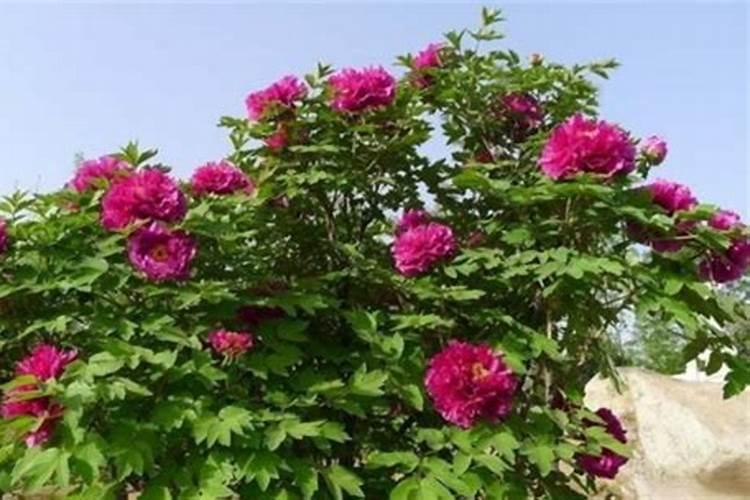 金丝豆和孔雀豆的区别