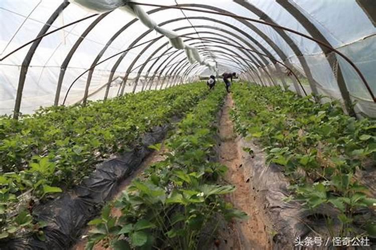 西梅膨果用什么化肥好？施肥是有哪些注意事项？