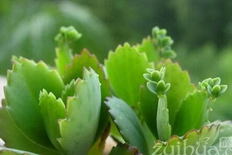 虎皮兰需要浇水吗什么时候浇一次