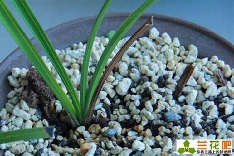 兰花已经受到含氯肥害怎么办？