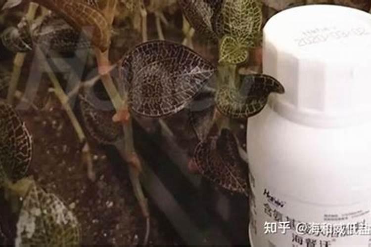 氮肥养花起什么作用