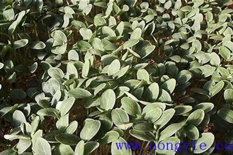 葫芦一年在什么时后浇水,浇几次水,和施几次肥,长的又大又好？