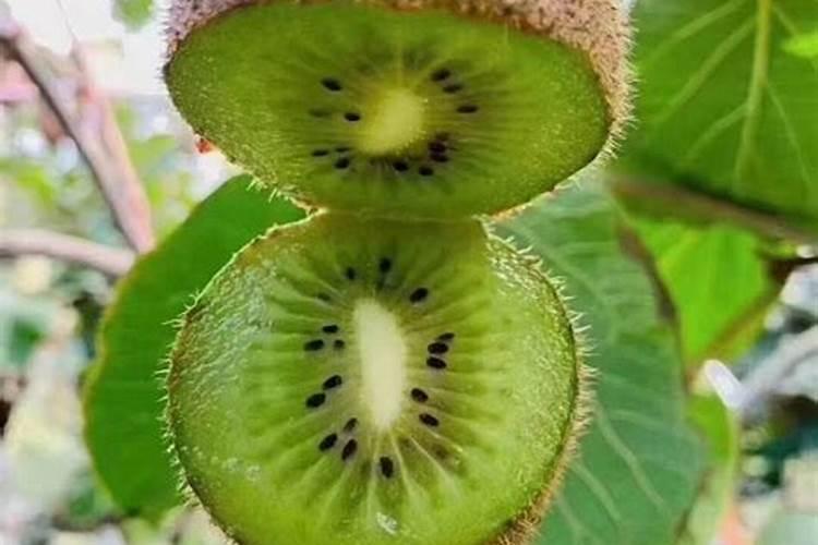 猕猴桃到底用啥牌子的肥料好