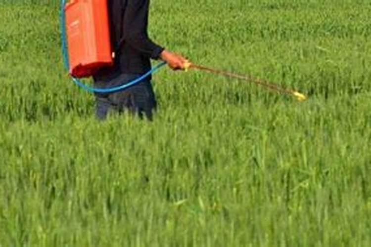 脐橙树打精草铵膦后几天可以浇水肥