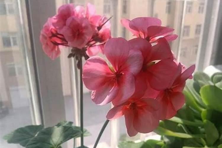 天竺葵的叶子上可以喷尿素吗？