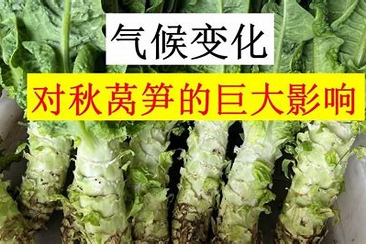 中国白酒企业排名