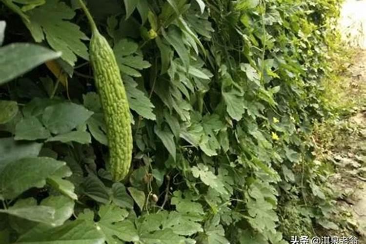 苦瓜施肥过多会怎样