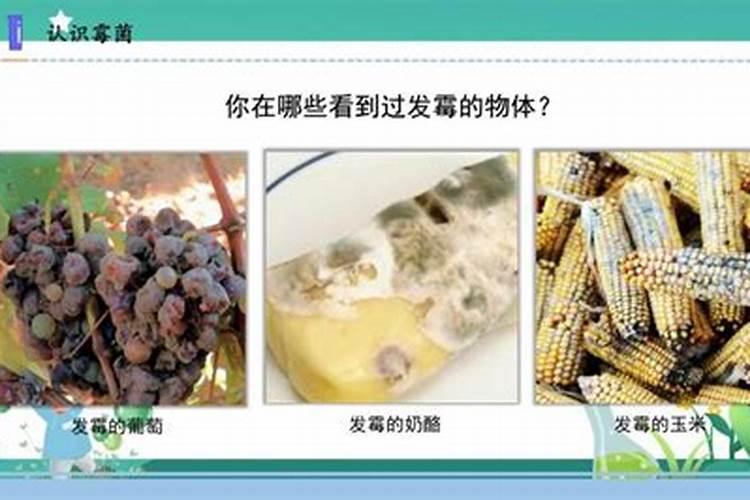黄豆水是氮肥还是磷肥